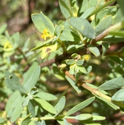 Pimelea pauciflora (Poison Rice Flower) at Yaouk, NSW - 19 Dec 2022 by Ned_Johnston