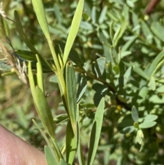 Pimelea pauciflora at Yaouk, NSW - 20 Dec 2022