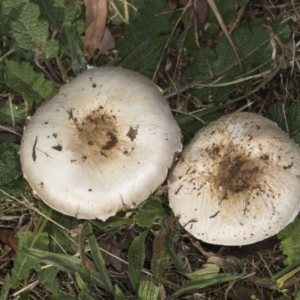 Agaricus sp. at Higgins, ACT - 16 May 2022