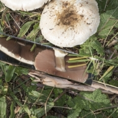 Agaricus sp. at Higgins, ACT - 16 May 2022 09:30 AM