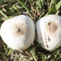 Agaricus sp. at Higgins, ACT - 16 May 2022