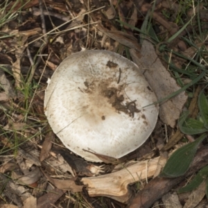 Agaricus sp. at Higgins, ACT - 16 May 2022 09:47 AM