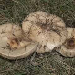 Macrolepiota clelandii (Macrolepiota clelandii) at Higgins, ACT - 16 May 2022 by AlisonMilton