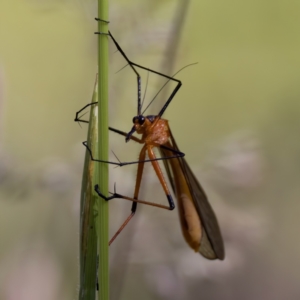 Harpobittacus australis at Rendezvous Creek, ACT - 27 Dec 2022