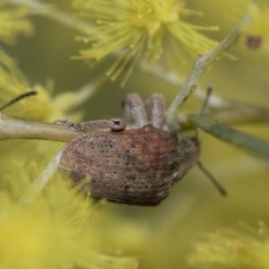 Gonipterus sp. (genus) at Evatt, ACT - 26 Sep 2022