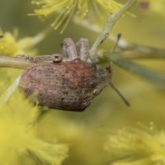 Gonipterus sp. (genus) at Evatt, ACT - 26 Sep 2022