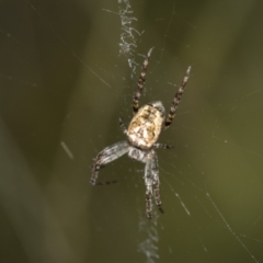 Plebs eburnus (Eastern bush orb-weaver) at Evatt, ACT - 26 Sep 2022 by AlisonMilton