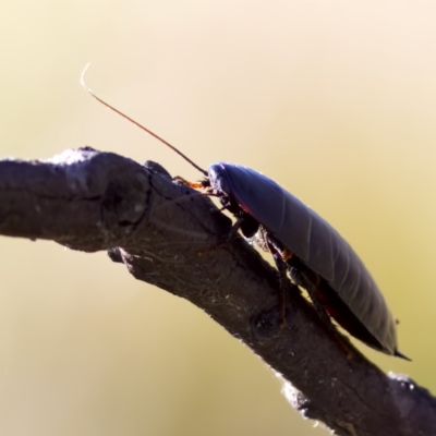 Platyzosteria similis (Red-legged litter runner) at Rendezvous Creek, ACT - 27 Dec 2022 by KorinneM