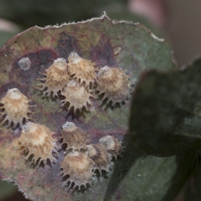 Cardiaspina sp. (genus) (Lace or Basket lerp) at McKellar, ACT - 26 Sep 2022 by AlisonMilton