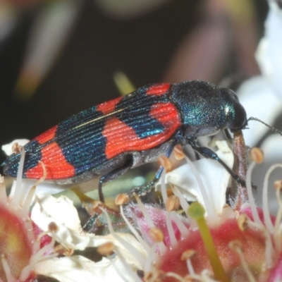 Castiarina kershawi (A jewel beetle) at Tinderry, NSW - 26 Dec 2022 by Harrisi