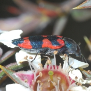 Castiarina kershawi at Tinderry, NSW - suppressed