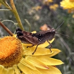 Phaulacridium vittatum (Wingless Grasshopper) at Mount Ainslie - 28 Dec 2022 by Pirom