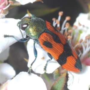 Castiarina delectabilis at suppressed - 26 Dec 2022