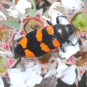 Castiarina thomsoni at Tinderry, NSW - 26 Dec 2022