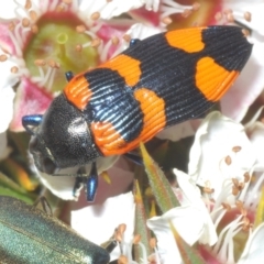 Castiarina thomsoni at Tinderry, NSW - suppressed