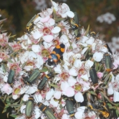 Castiarina thomsoni at Tinderry, NSW - suppressed