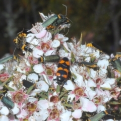 Castiarina thomsoni at Tinderry, NSW - 26 Dec 2022