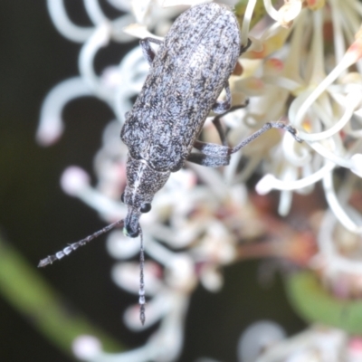 Pachyura australis (Belid weevil) at Tinderry, NSW - 26 Dec 2022 by Harrisi