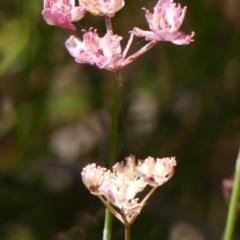 Xanthosia atkinsoniana at High Range, NSW - 21 Dec 2022 by Curiosity