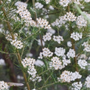 Ozothamnus thyrsoideus at Rendezvous Creek, ACT - 27 Dec 2022 06:49 PM