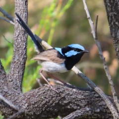 Malurus cyaneus (Superb Fairywren) at Kambah, ACT - 28 Dec 2022 by MatthewFrawley