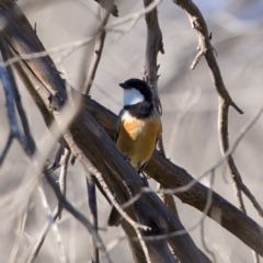 Pachycephala rufiventris (Rufous Whistler) at Rendezvous Creek, ACT - 27 Dec 2022 by KorinneM