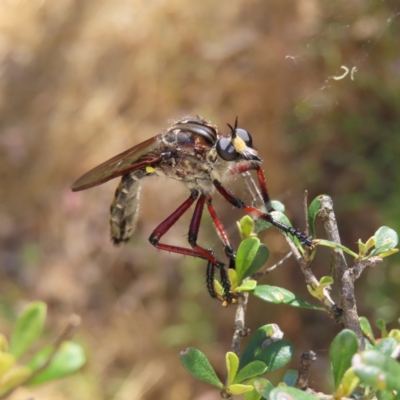 Chrysopogon muelleri (Robber fly) at Mount Taylor - 28 Dec 2022 by MatthewFrawley