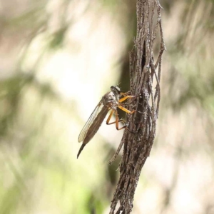 Cerdistus sp. (genus) at O'Connor, ACT - 24 Dec 2022