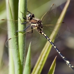 Synthemis eustalacta (Swamp Tigertail) at Rendezvous Creek, ACT - 27 Dec 2022 by KorinneM