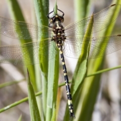 Synthemis eustalacta at Rendezvous Creek, ACT - 27 Dec 2022 04:11 PM