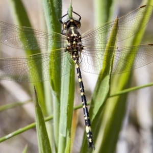 Synthemis eustalacta at Rendezvous Creek, ACT - 27 Dec 2022 04:11 PM