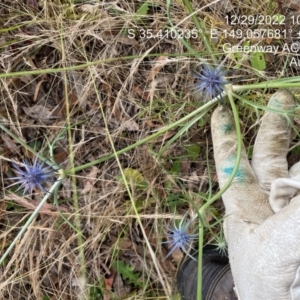 Eryngium ovinum at Greenway, ACT - 29 Dec 2022