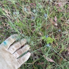 Eryngium ovinum at Greenway, ACT - 29 Dec 2022