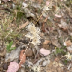 Rytidosperma sp. (Wallaby Grass) at Jerrabomberra, NSW - 28 Dec 2022 by Mavis