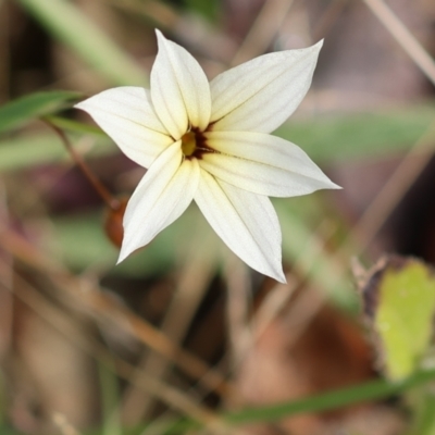 Sisyrinchium sp. at Kiah, NSW - 23 Dec 2022 by KylieWaldon