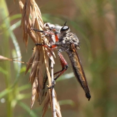 Zosteria sp. (genus) (Common brown robber fly) at O'Connor, ACT - 24 Dec 2022 by ConBoekel