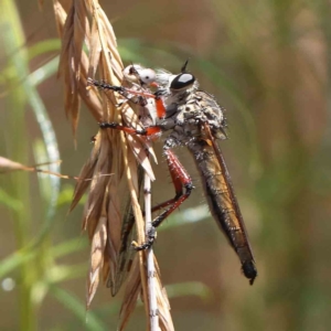 Zosteria sp. (genus) at O'Connor, ACT - 24 Dec 2022