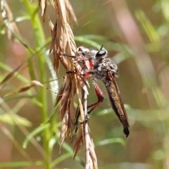 Zosteria sp. (genus) at O'Connor, ACT - 24 Dec 2022