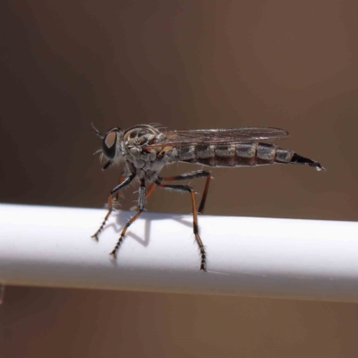 Cerdistus sp. (genus) (Slender Robber Fly) at O'Connor, ACT - 24 Dec 2022 by ConBoekel