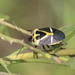 Commius elegans (Cherry Ballart Shield Bug) at O'Connor, ACT - 24 Dec 2022 by ConBoekel