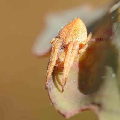 Araneinae (subfamily) (Orb weaver) at O'Connor, ACT - 24 Dec 2022 by ConBoekel