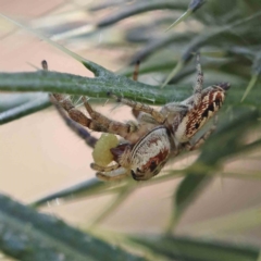 Opisthoncus grassator (Jumping spider) at O'Connor, ACT - 24 Dec 2022 by ConBoekel