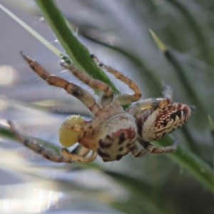 Opisthoncus grassator at O'Connor, ACT - 24 Dec 2022