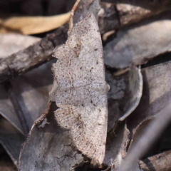 Taxeotis intextata (Looper Moth, Grey Taxeotis) at O'Connor, ACT - 24 Dec 2022 by ConBoekel