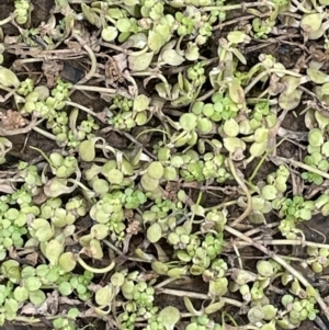 Callitriche stagnalis at Cotter River, ACT - 21 Dec 2022