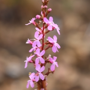 Stylidium (genus) at Kiah, NSW - 24 Dec 2022 09:44 AM