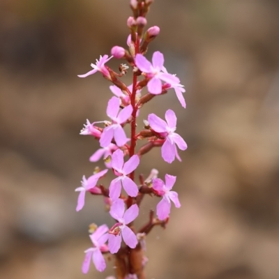 Stylidium sp. (Trigger Plant) at Kiah, NSW - 23 Dec 2022 by KylieWaldon