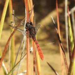 Nannophya dalei (Eastern Pygmyfly) at High Range, NSW - 21 Dec 2022 by GlossyGal