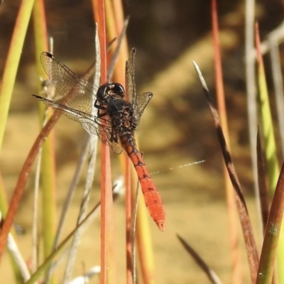 Nannophya dalei (Eastern Pygmyfly) at High Range, NSW - 20 Dec 2022 by GlossyGal