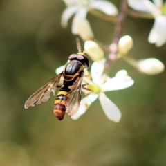 Ischiodon scutellaris (Hover fly) at Kiah, NSW - 24 Dec 2022 by KylieWaldon